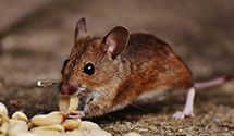 Find Exterminators in Kootenai County